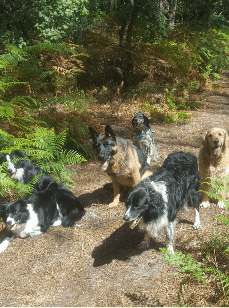 Un groupe de chiens faisant une pause lors d'une promenade avec Céline Guillou.